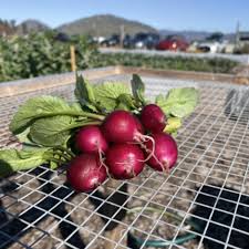 Bacchus – Purple Radish Seeds