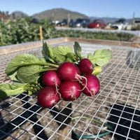Bacchus – Purple Radish Seeds