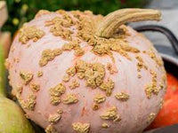 Galeux d’Eysines – Pumpkin Seed