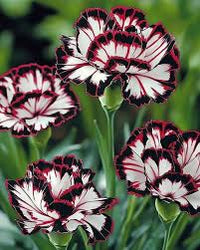 Heirloom Non-GMO Maroon White Carnation Flower Seeds for Planting – Bicolor Fragrant Bloom Seeds