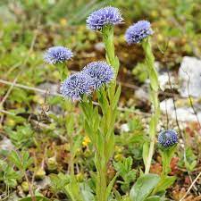Globularia nudicaulis flower seeds for planting in alpine gardens or rockery outdoor spaces