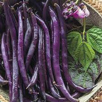 Dwarf Beans Purple Queen Vegetable Seeds