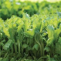 Riptide – Organic Pelleted Lettuce Seed