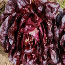 Lettuce Butter Head Red Vegetable Seeds