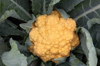 Cheddar – Orange Cauliflower Seeds