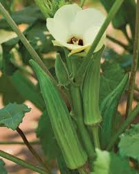 Clemson Spineless – Organic Okra Seed
