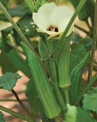 Clemson Spineless – Organic Okra Seed