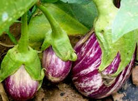 Eggplant- Listada de Gandia