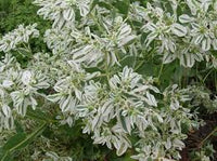 Mountain Snow – Euphorbia Seed