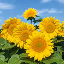 Sunflower- Compact Summer Spray F1