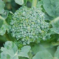 Broccoli- Green Sprouting Calabrese 25g