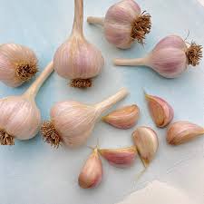 German Extra Hardy – Garlic s