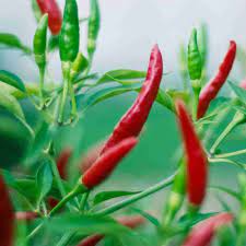 Chilly Red Organic Vegetable Seeds