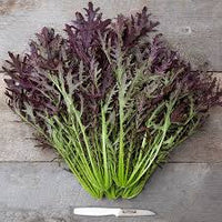 Chinese Mustard- Ruby Streaks