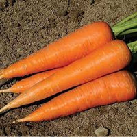 Hercules – Carrot Seed