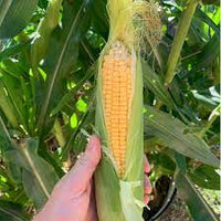 SS2742 – Treated Corn Seed