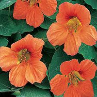 Nasturtium- Salmon Baby