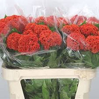 Chief Persimmon – Celosia Seed