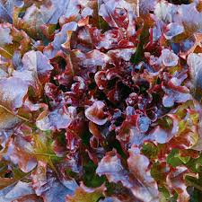 Red Saladbowl – Organic Lettuce Seed
