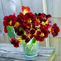 Nasturtium- Tom Thumb Black Velvet