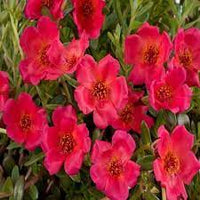 Red Rock Purslane Ruby Tuesday or Calandrinia Flower Seeds for Planting - 100 pcs