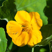 Nasturtium- Whirlybird Yellow