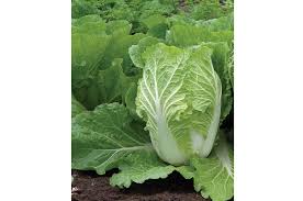 Rubicon – Chinese Cabbage Seed