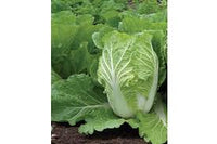 Rubicon – Chinese Cabbage Seed