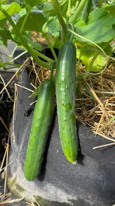 Sashimi – Cucumber Seed