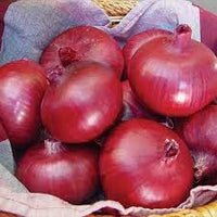 Onion- Red Marksman
