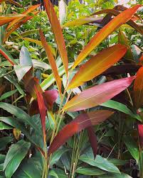 Native Ginger- Redback