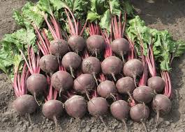 Subeto – Organic Beet Seed