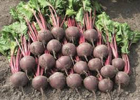Subeto – Organic Beet Seed