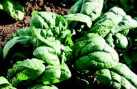 Gazelle – Spinach Seed