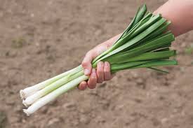 Oslo – Organic Leek Seed