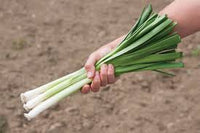 Oslo – Organic Leek Seed