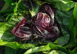 Leonardo – Radicchio Seed