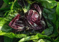 Leonardo – Radicchio Seed