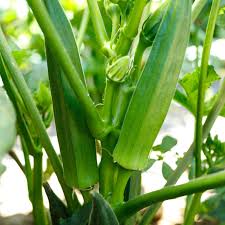 Jambalaya 2.0 – Okra Seed