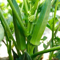 Jambalaya 2.0 – Okra Seed