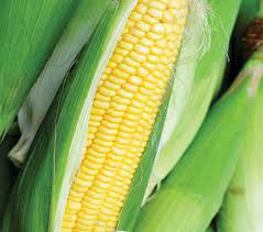 Corn, Sweet- New Mama