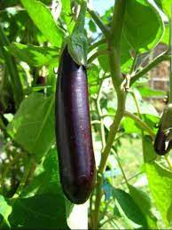 Eggplant- Early Long Purple