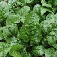 Corvair – Organic Spinach Seed