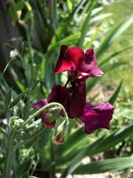 Sweetpea- Royal Maroon
