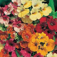 Nemesia- Carnival Mix