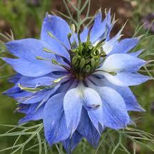 Nigella- Miss Jekyll Blue