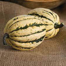 Starry Night PMR – Organic Acorn Squash Seed
