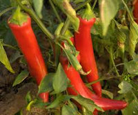 Red Flame – Organic Cayenne Pepper Seeds