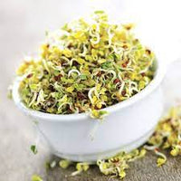 Sprouting Mix – Organic Sprouting Seeds