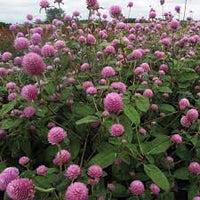Bicolor Rose – Gomphrena Seed